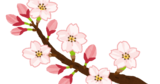 sakura_kaika